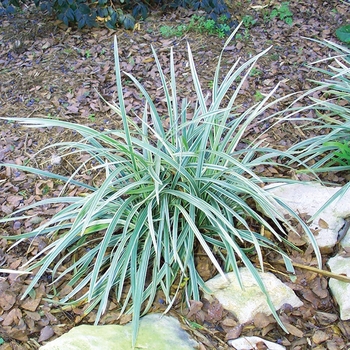 Liriope muscari 'Aztec Grass' 