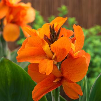 Canna x generalis 'South Pacific Orange' 