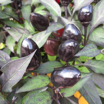 Capsicum annuum 'Black Olive' 