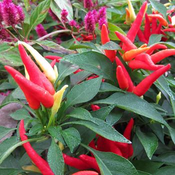 Capsicum annuum 'Chilly Chili' 