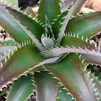 Dyckia platyphylla