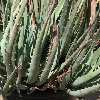 Aloe 'Blue Elf' 