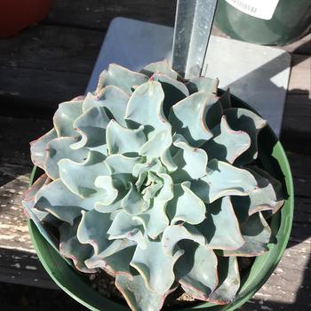 Echeveria 'Blue Atoll' 