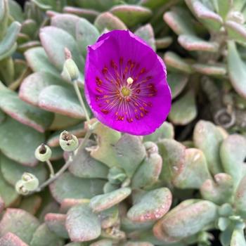 Calandrinia spectabilis