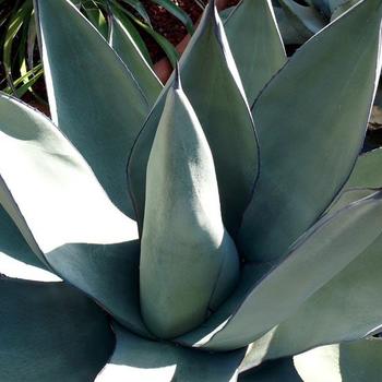 Agave 'Sharkskin' 