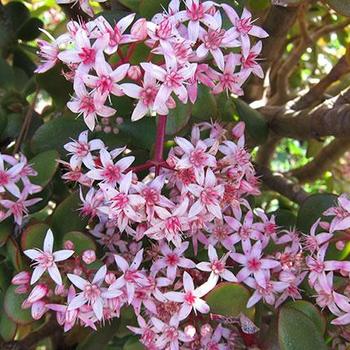 Crassula ovata 'Pink Beauty' 