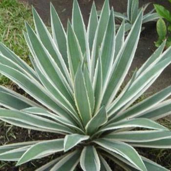 Agave angustifolia 'Marginata' 