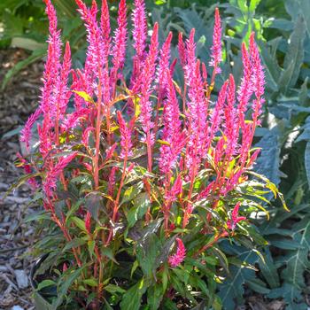 Celosia spicata 'Candela Pink' 