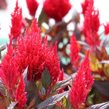 Celosia plumosa 'Burning Embers' 