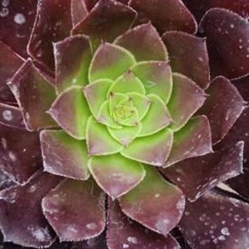 Aeonium arboreum 'Silk Pinwheel' 