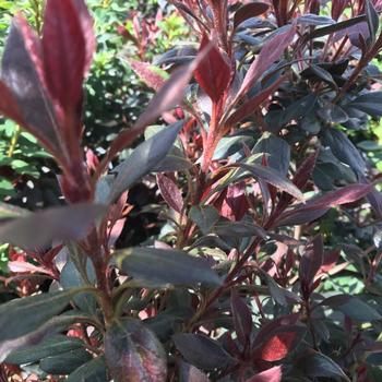 Rhododendron Southern Indica hybrid 'Little John' 