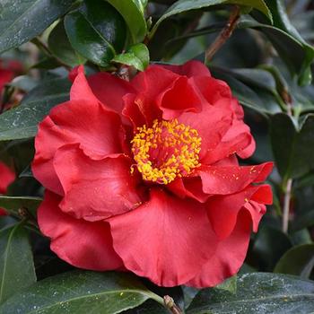 Camellia japonica 'Bob Hope' 