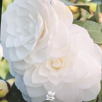 Camellia japonica 'Nuccio's Gem' 