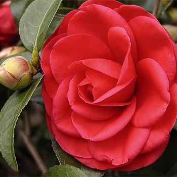 Camellia japonica 'Tom Knudsen' 