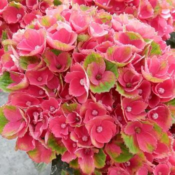 Hydrangea macrophylla Magical® 'Red Amethyst'