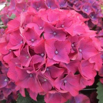 Hydrangea macrophylla 'Horthat' PP31351