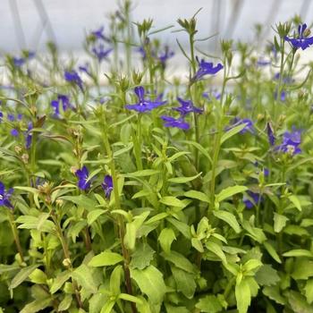 Lobelia erinus 'Marine Blue' 