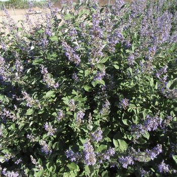 Vitex x agnus-castus 'Chicagoland Blues™'