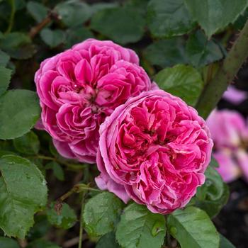 Rosa 'PowerPuff Pink®'