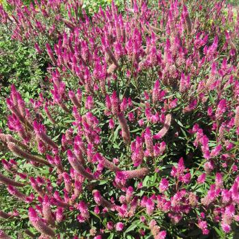 Celosia argentea 'Asian Garden' 