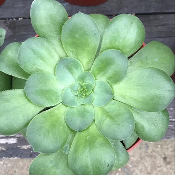 Aeonium 'Mint Saucer' 