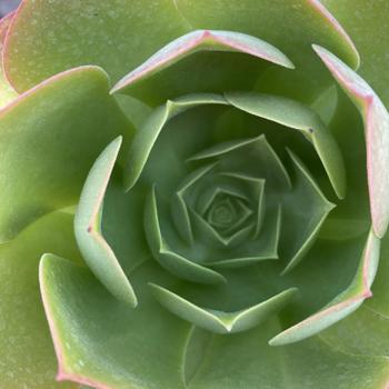 Aeonium urbicum 'Salad Bowl' 