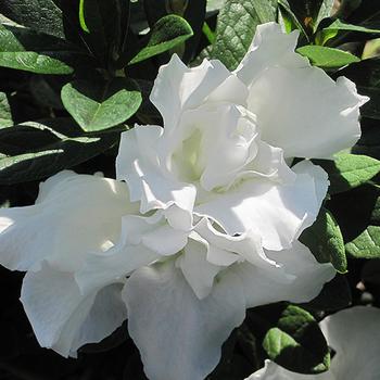 Rhododendron indica 'Alaska' 