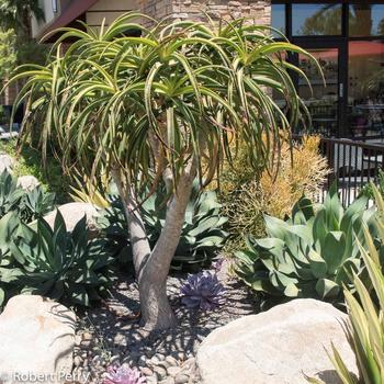 Aloe barberae (bainesii)