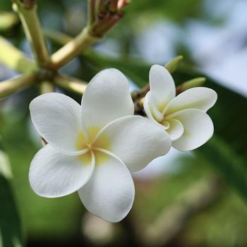 Plumeria pudica