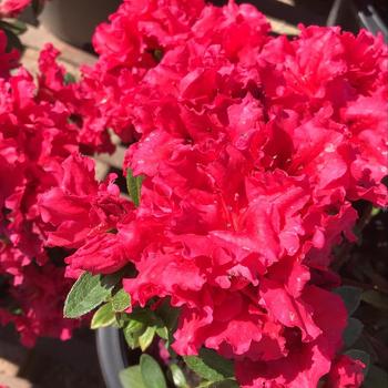 Rhododendron Glenn Dale hybrid 'Red Bird' 