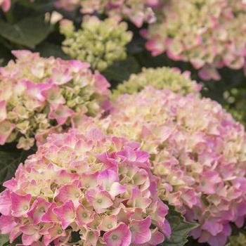 Hydrangea macrophylla 'Monink' 