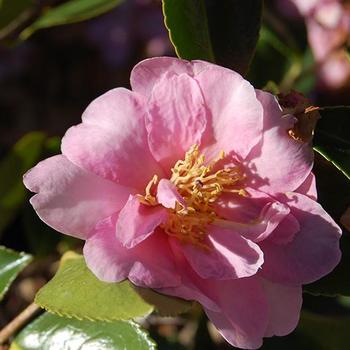 Camellia sasanqua 'Showa-No-Sakae' 