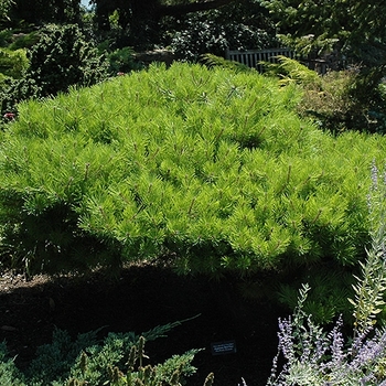 Pinus densiflora 'Low Glow' 