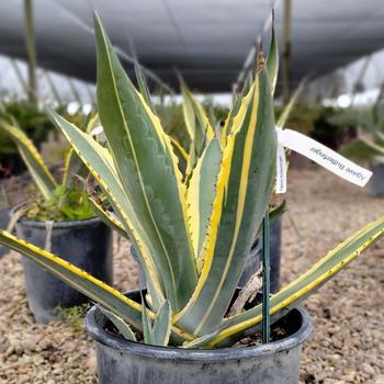 Agave salmiana var. ferox 'Green Goblet' 