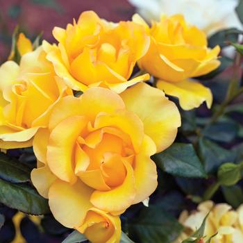 Rosa 'Gold Struck™' PP24971