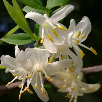 Lonicera fragrantissima