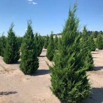 Juniperus chinensis 'Hetzii Columnaris' 