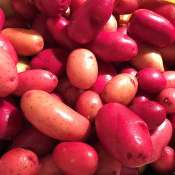 Solanum tuberosum 'Clancy'