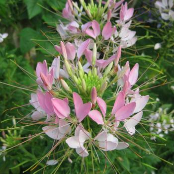 Cleome hassleriana Sparkler™ '' (248466)