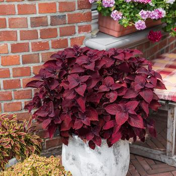 Coleus Main Street 'Beale Street'