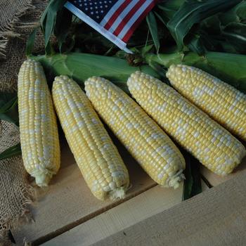 Zea mays 'American Dream'