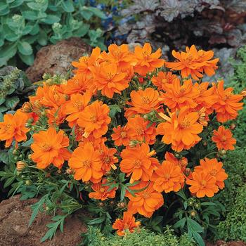 Cosmos bipinnatus 'Cosmic Orange' 