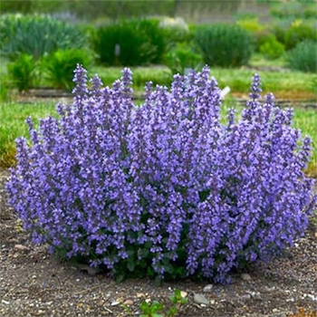 Nepeta racemosa 'Blue Wonder' 