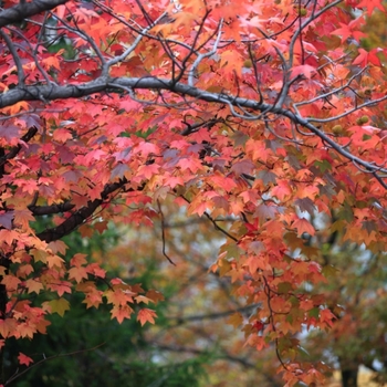 Acer rubrum 'Florida Flame' 