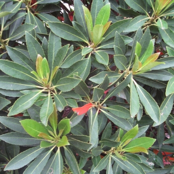 Elaeocarpus decipiens