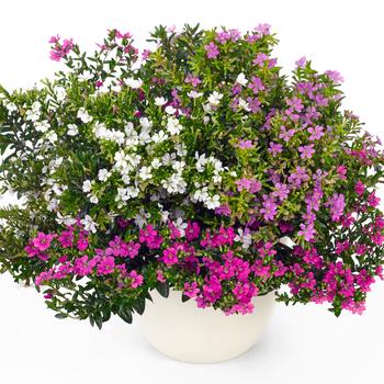 Cuphea 'FloriGlory® Mix'