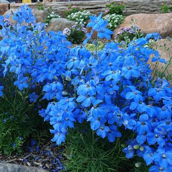 Delphinium grandiflorum 'Cheer Blue' 