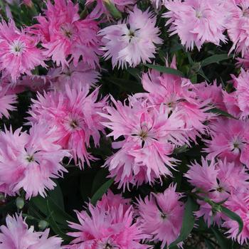 Dianthus 