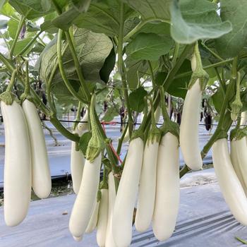 Solanum melongena 'Icicle'