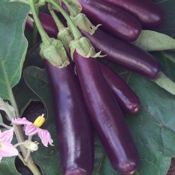 Solanum melongena 'Hansel'